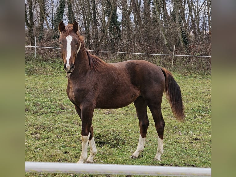 Westfaal Mix Hengst 2 Jaar 170 cm Donkerbruin in Darnózseli