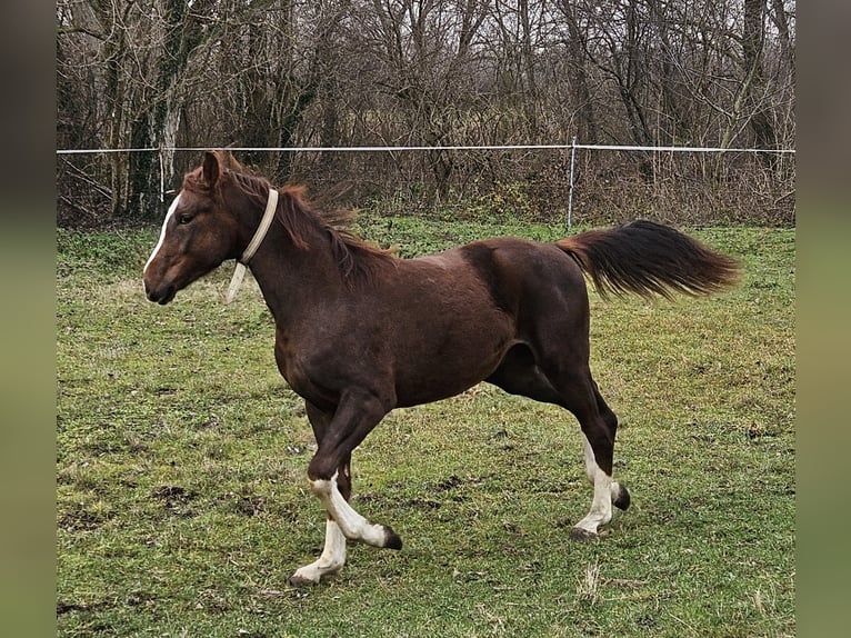 Westfaal Mix Hengst 2 Jaar 170 cm Donkerbruin in Darnózseli