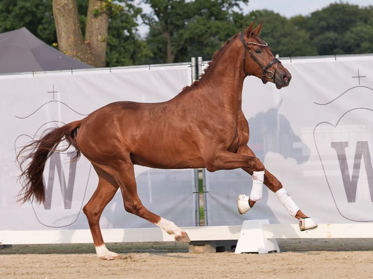 Westfaal Hengst 2 Jaar 170 cm Vos in Münster