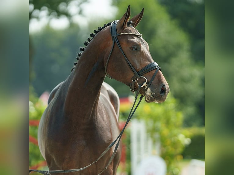 Westfaal Hengst 2 Jaar 170 cm Zwartbruin in Münster