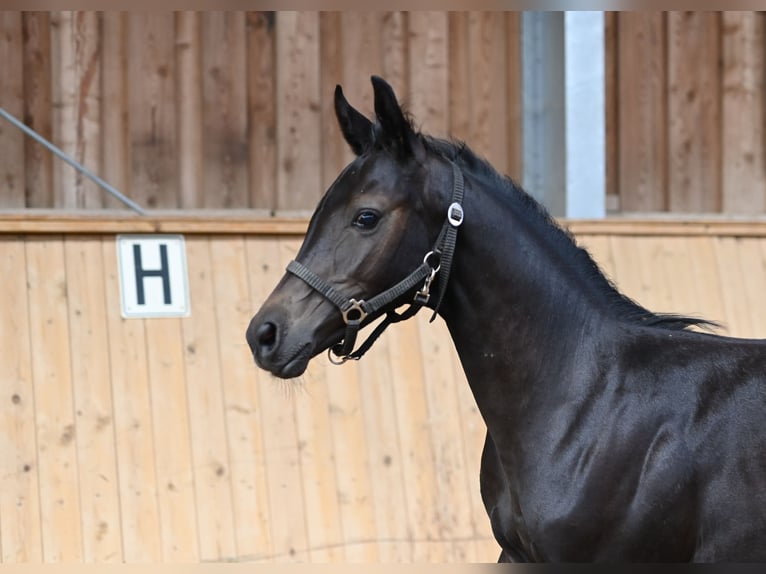 Westfaal Hengst 2 Jaar 170 cm Zwartschimmel in Reichenwalde