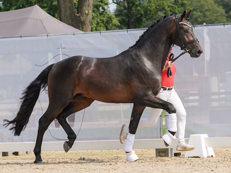 Westfaal Hengst 2 Jaar 171 cm Zwartbruin in Münster-Handorf