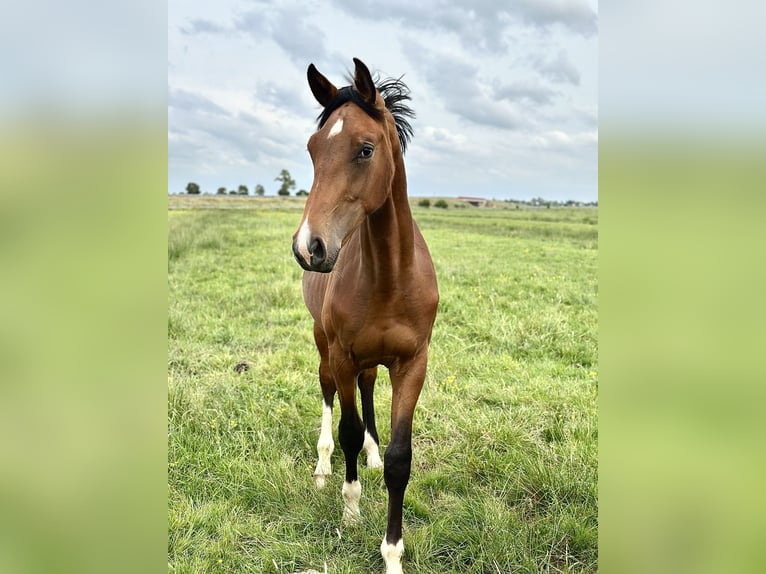 Westfaal Hengst 2 Jaar 172 cm Bruin in Garrel
