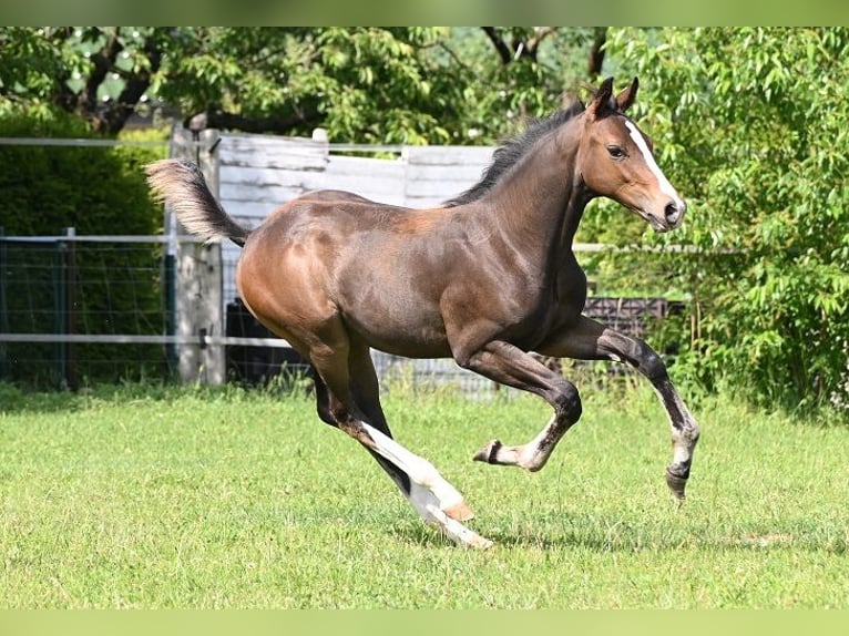 Westfaal Hengst 2 Jaar 173 cm Zwartbruin in Reichenwalde
