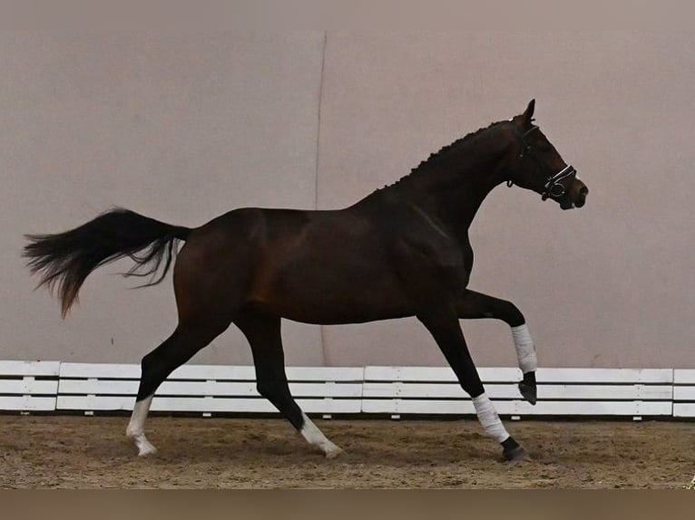 Westfaal Hengst 2 Jaar 173 cm Zwartbruin in Reichenwalde