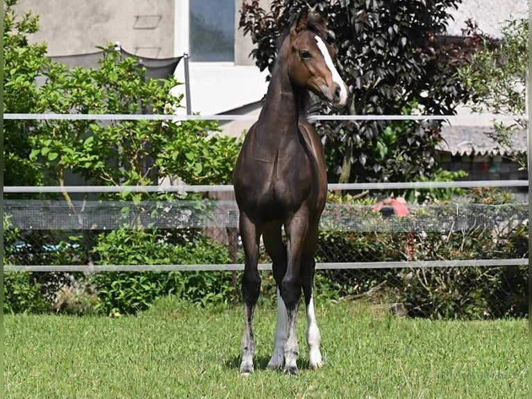 Westfaal Hengst 2 Jaar 173 cm Zwartbruin in Reichenwalde