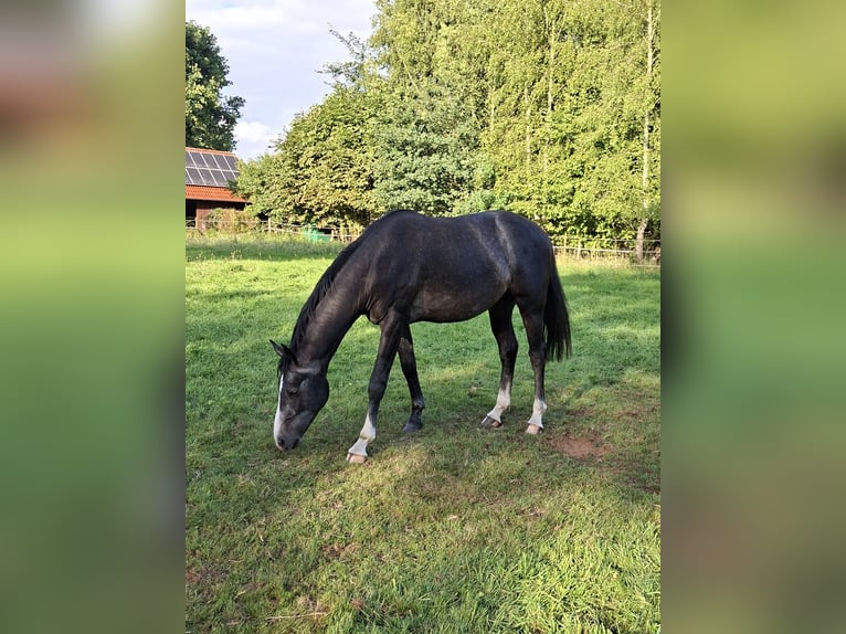 Westfaal Hengst 2 Jaar Appelschimmel in Tecklenburg