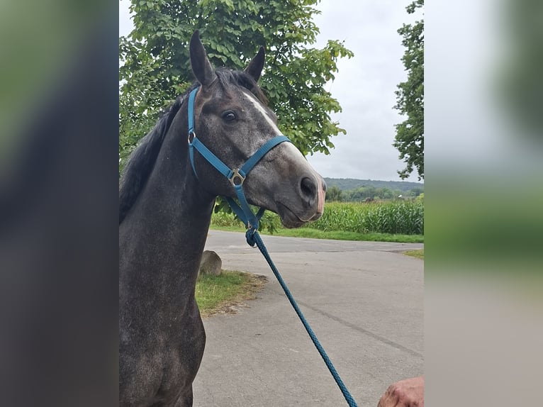 Westfaal Hengst 2 Jaar Appelschimmel in Tecklenburg