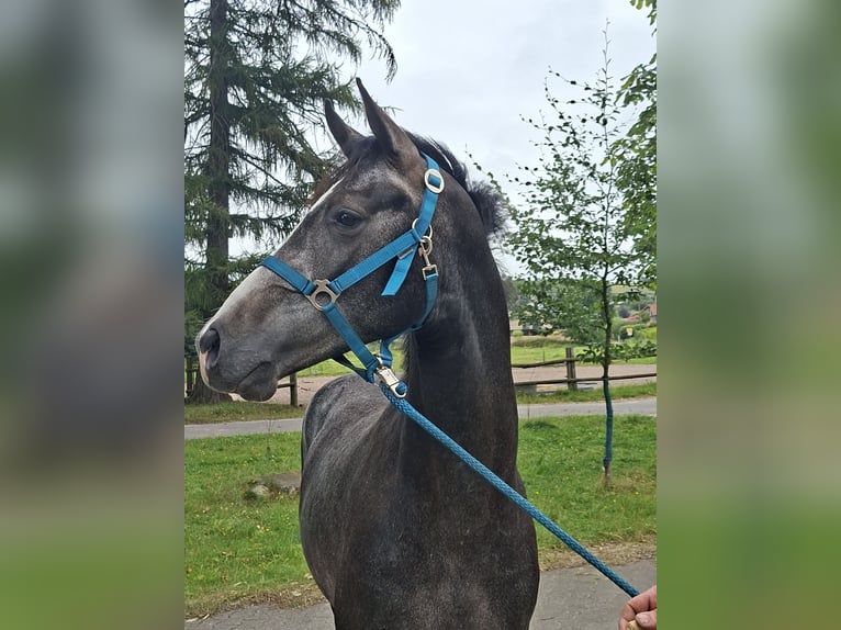 Westfaal Hengst 2 Jaar Appelschimmel in Tecklenburg