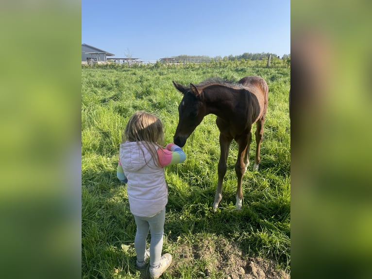 Westfaal Hengst 2 Jaar Bruin in Wenden