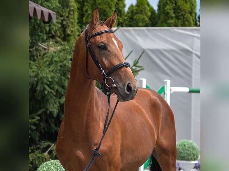 Westfaal Hengst 2 Jaar Bruin in Mnster-Handorf