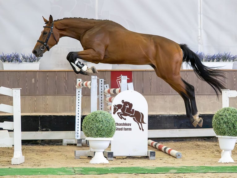 Westfaal Hengst 2 Jaar Bruin in Mnster-Handorf