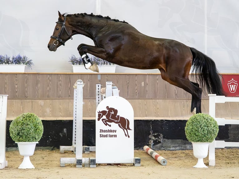 Westfaal Hengst 2 Jaar Bruin in Mnster-Handorf