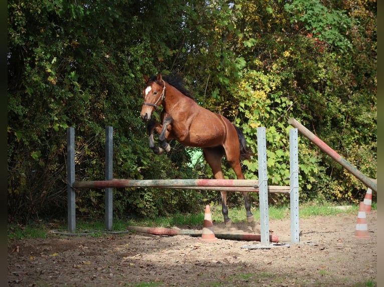 Westfaal Hengst 2 Jaar Bruin in Oberhausen