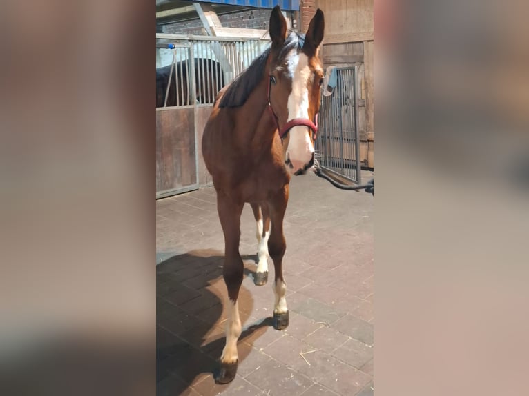 Westfaal Hengst 2 Jaar Bruin in Rekenreken