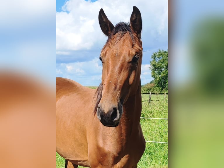 Westfaal Hengst 2 Jaar Bruin in Selm