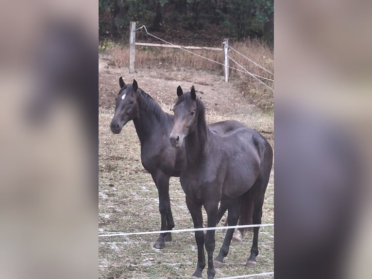 Westfaal Hengst 2 Jaar Donkerbruin in Wenden