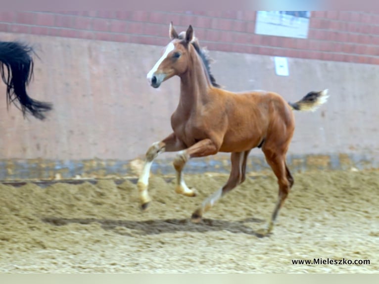 Westfaal Hengst 2 Jaar in Paderborn