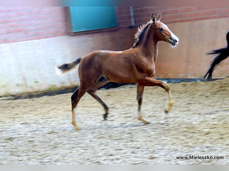 Westfaal Hengst 2 Jaar in Paderborn