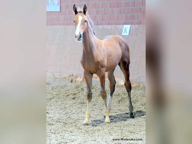 Westfaal Hengst 2 Jaar in Paderborn