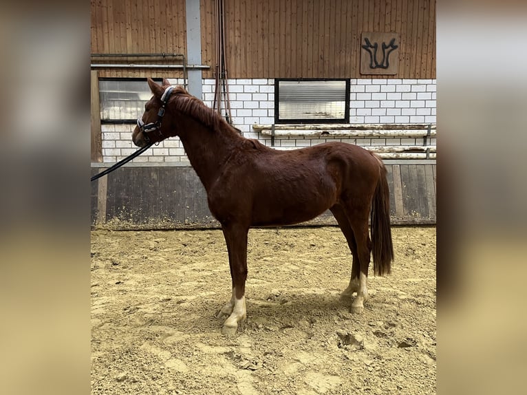 Westfaal Hengst 3 Jaar 155 cm Vos in Siegen