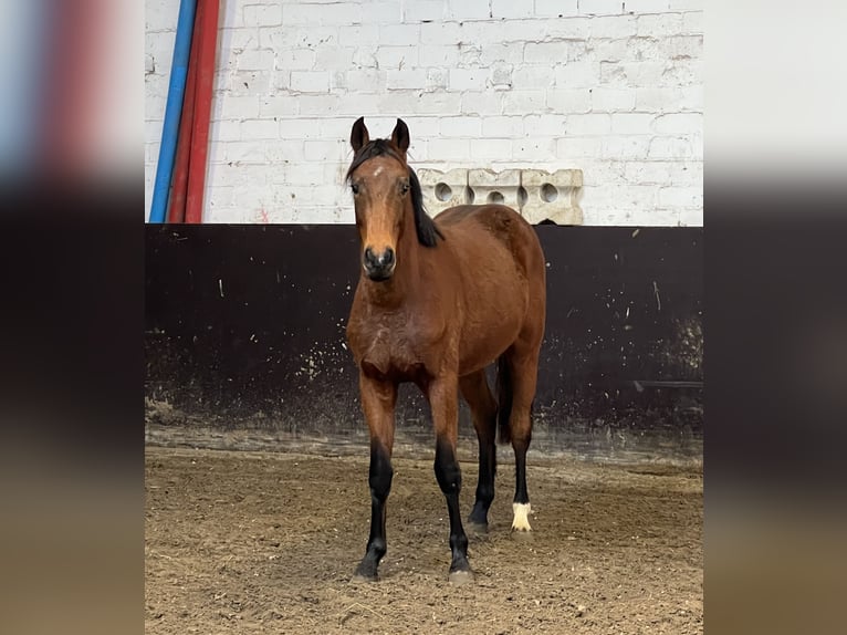 Westfaal Hengst 3 Jaar 156 cm Bruin in Twistringen