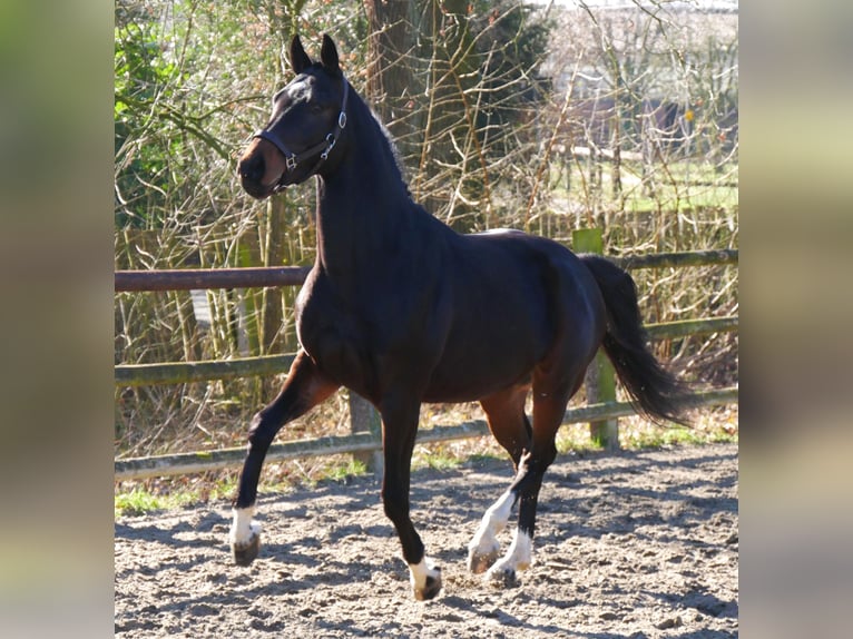 Westfaal Hengst 3 Jaar 160 cm in Dorsten