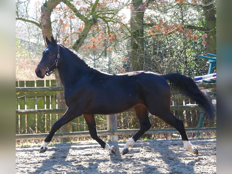 Westfaal Hengst 3 Jaar 160 cm in Dorsten