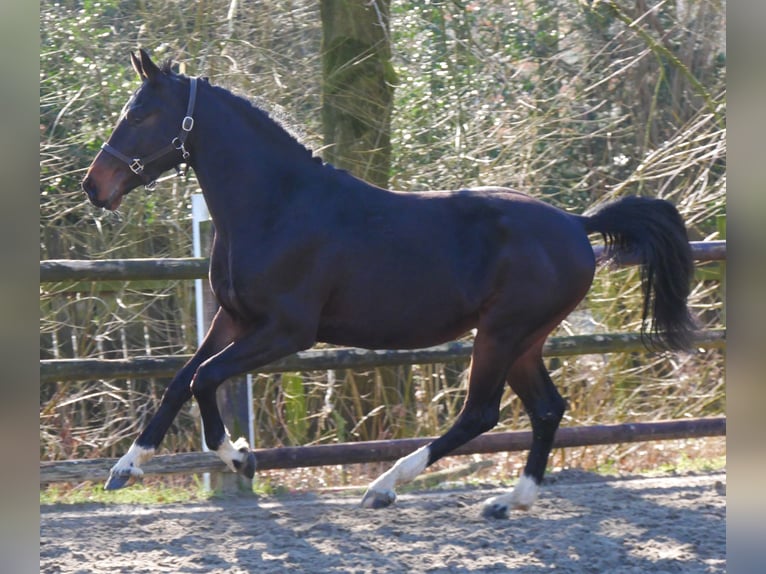 Westfaal Hengst 3 Jaar 160 cm in Dorsten