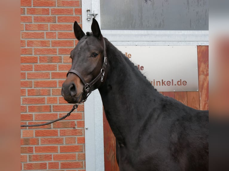 Westfaal Hengst 3 Jaar 162 cm Bruin in Dorsten