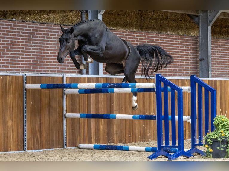 Westfaal Hengst 3 Jaar 162 cm Bruin in GROTE-BROGEL