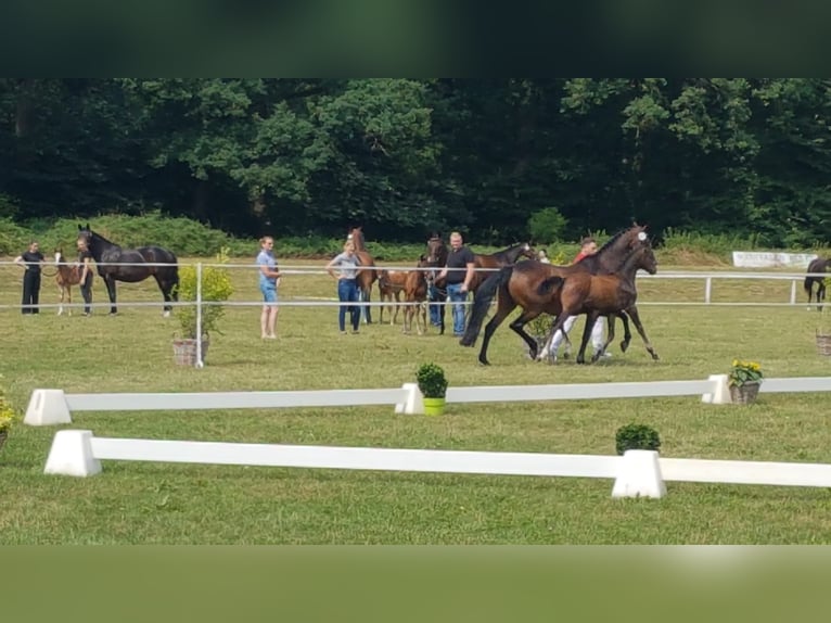 Westfaal Hengst 3 Jaar 162 cm Donkerbruin in Steinhagen