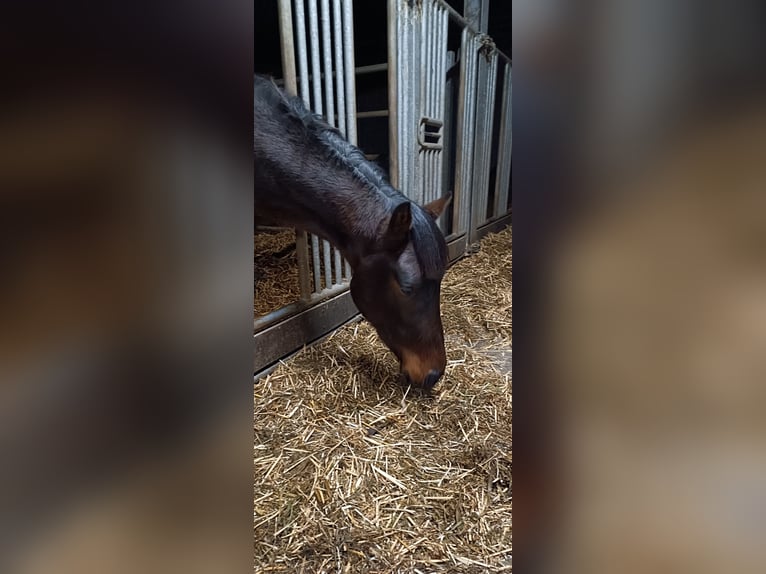 Westfaal Hengst 3 Jaar 162 cm Donkerbruin in Steinhagen