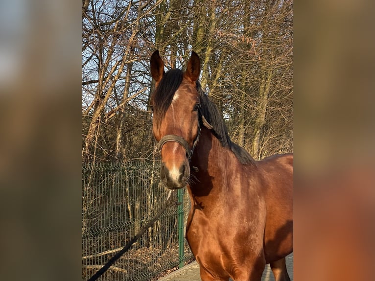 Westfaal Hengst 3 Jaar 163 cm Bruin in Verl