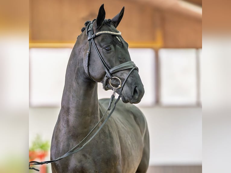 Westfaal Hengst 3 Jaar 163 cm Zwart in M&#xFC;nster-Handorf