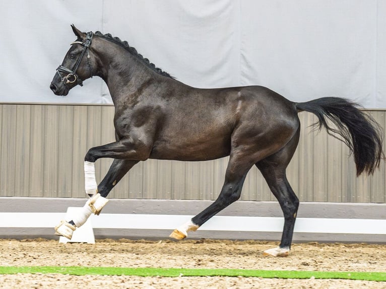 Westfaal Hengst 3 Jaar 163 cm Zwart in M&#xFC;nster-Handorf