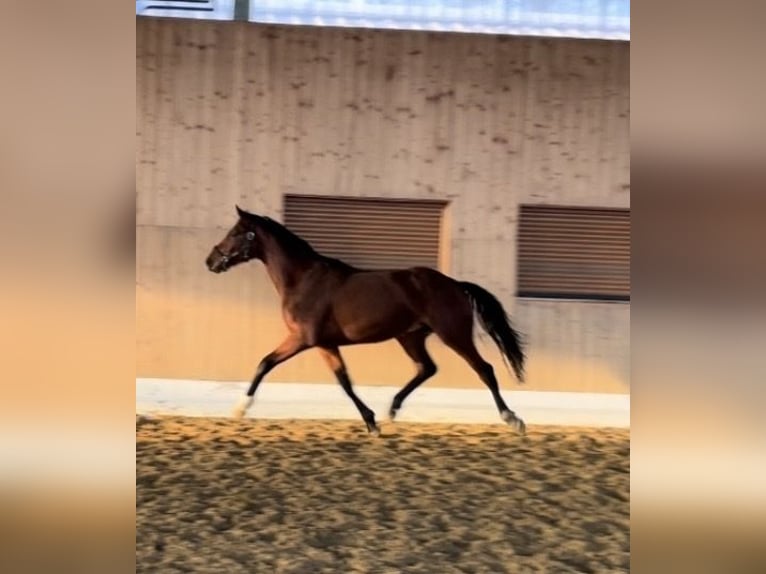 Westfaal Hengst 3 Jaar 164 cm Bruin in Verl