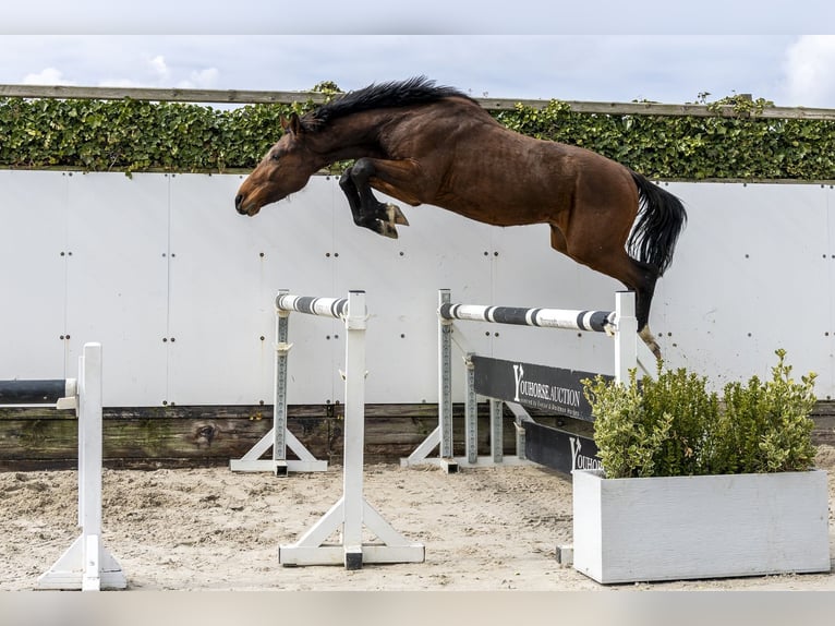 Westfaal Hengst 3 Jaar 164 cm Bruin in Waddinxveen