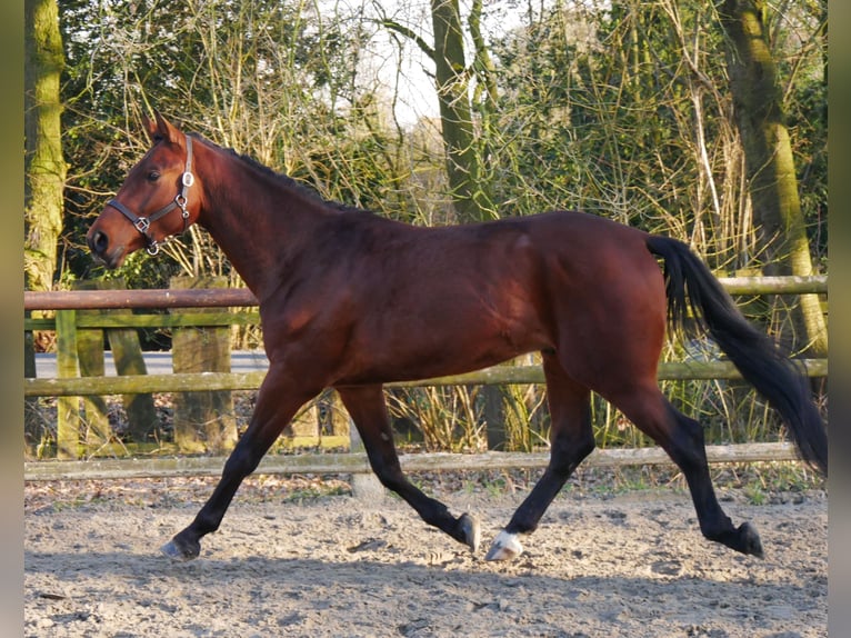 Westfaal Hengst 3 Jaar 164 cm in Dorsten