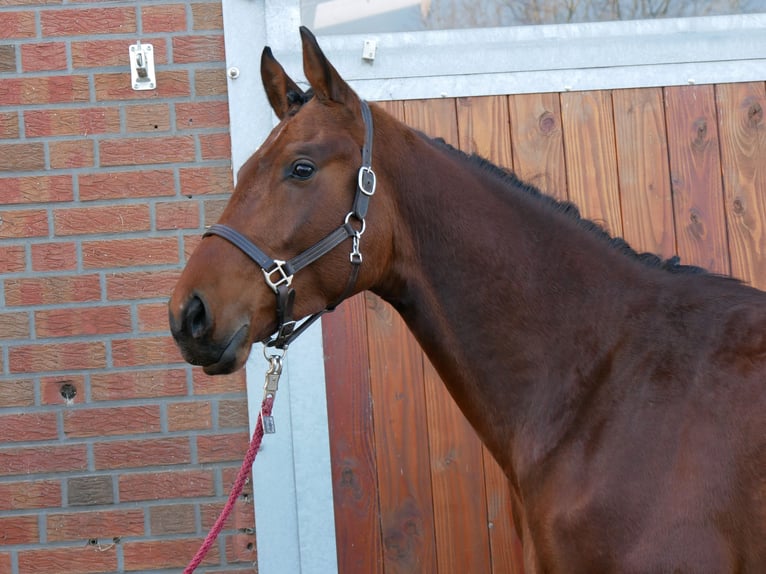 Westfaal Hengst 3 Jaar 164 cm in Dorsten