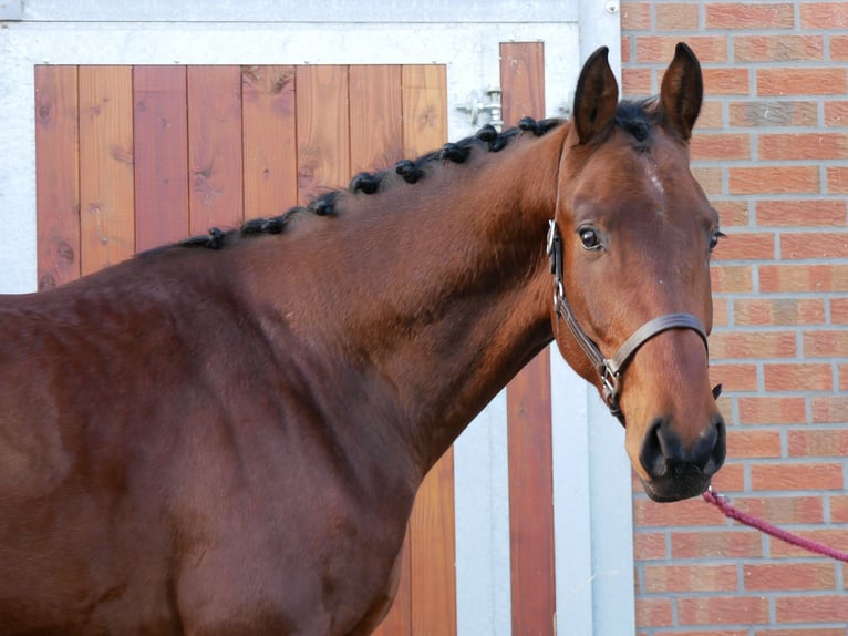 Westfaal Hengst 3 Jaar 164 cm in Dorsten