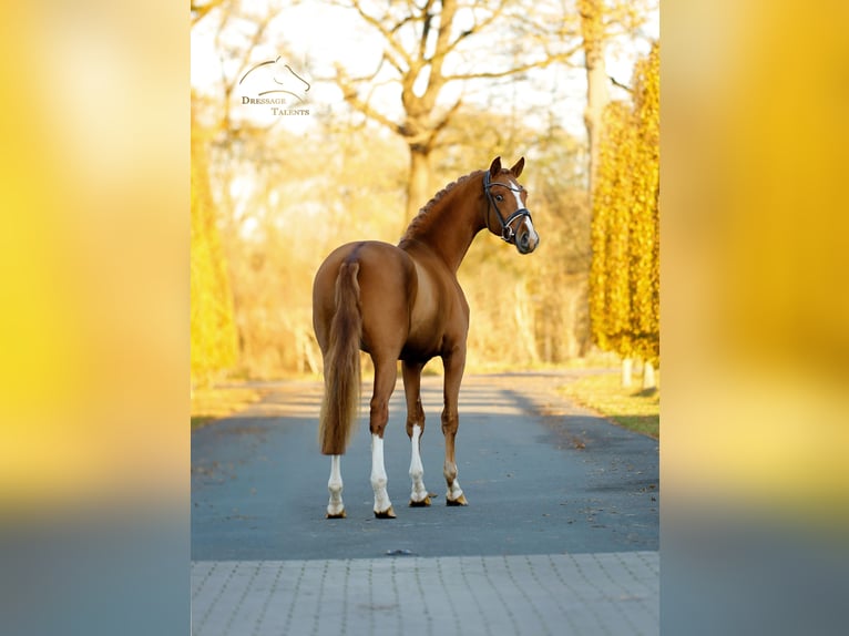 Westfaal Hengst 3 Jaar 165 cm Vos in Steinfurt