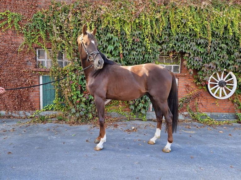 Westfaal Hengst 3 Jaar 166 cm Donkere-vos in Rheda-Wiedenbr&#xFC;ck