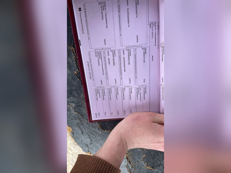 Westfaal Hengst 3 Jaar 166 cm Donkere-vos in Rheda-Wiedenbr&#xFC;ck