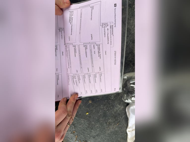 Westfaal Hengst 3 Jaar 166 cm Donkere-vos in Rheda-Wiedenbr&#xFC;ck