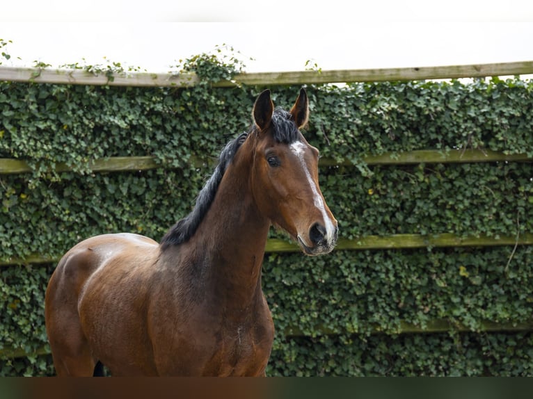 Westfaal Hengst 3 Jaar 167 cm Bruin in Waddinxveen