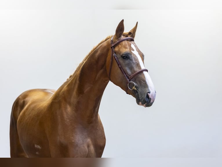 Westfaal Hengst 3 Jaar 167 cm Roodbruin in Waddinxveen