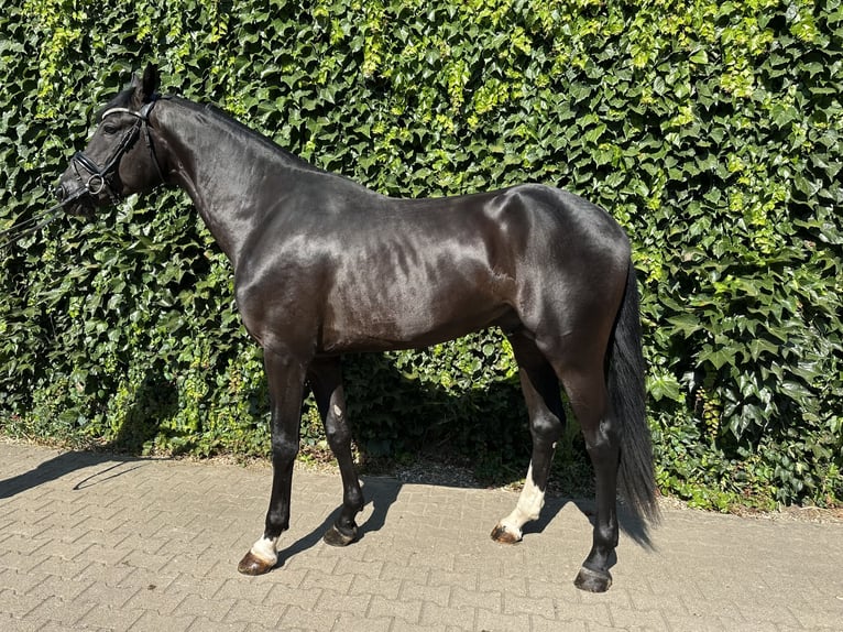 Westfaal Hengst 3 Jaar 167 cm Zwart in Rees
