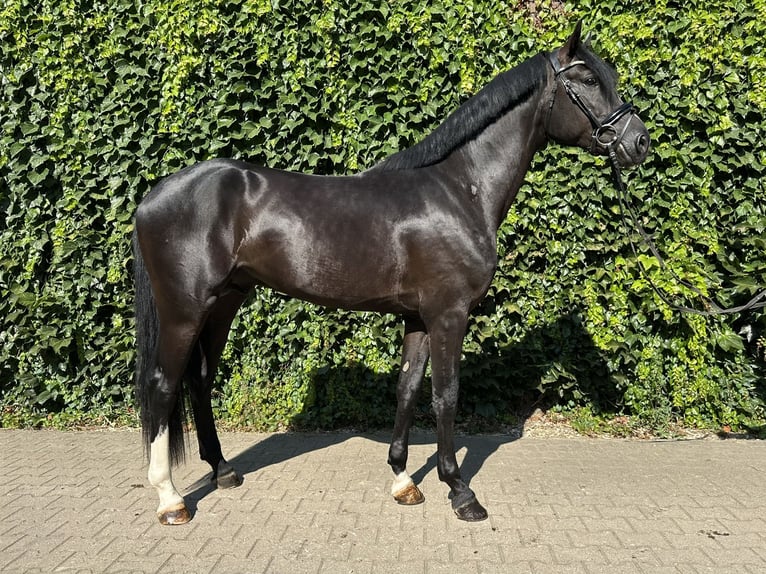 Westfaal Hengst 3 Jaar 167 cm Zwart in Rees