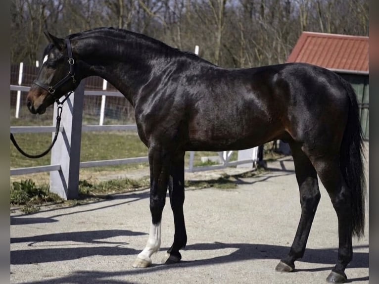 Westfaal Hengst 3 Jaar 168 cm Bruin in Murska Soboda